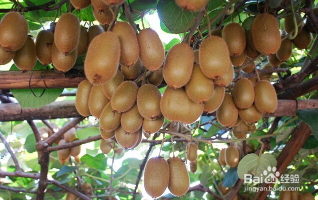 孕妇最好不要吃哪些水果?