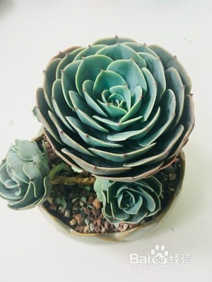 石莲花的养护技巧有什么?