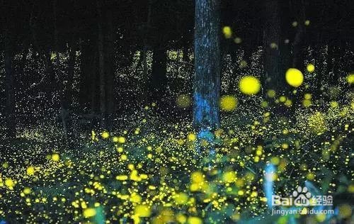 萤火虫是如何发光的