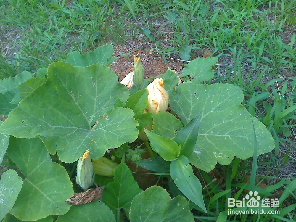 谈谈年轻爸爸妈妈不能忽视刚出生婴儿常见病之四