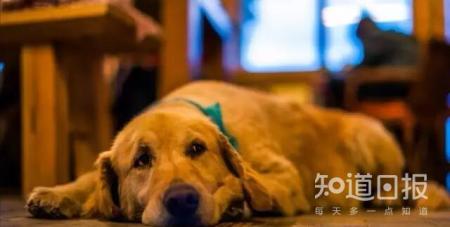 狗狗口臭，主人们该如何应对？