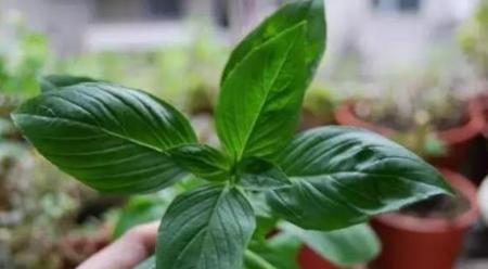 花2块钱买盆花放厨房,做饭时随手摘,超级好吃!