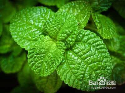 使用薄荷油的注意点你知道吗