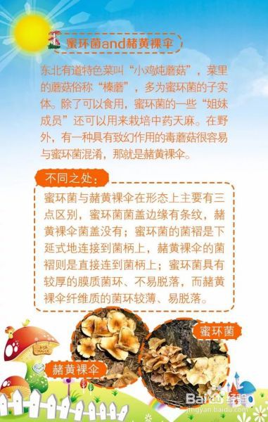 OMG！这些常见的蘑菇，看似“双胞胎”，实为“毒姐妹”！