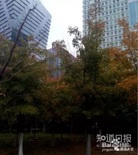 雾霾天,这20种花摆在家里最吸霾!