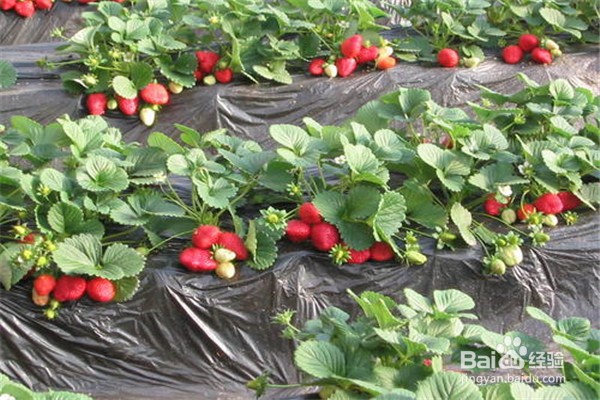 如何种植草莓