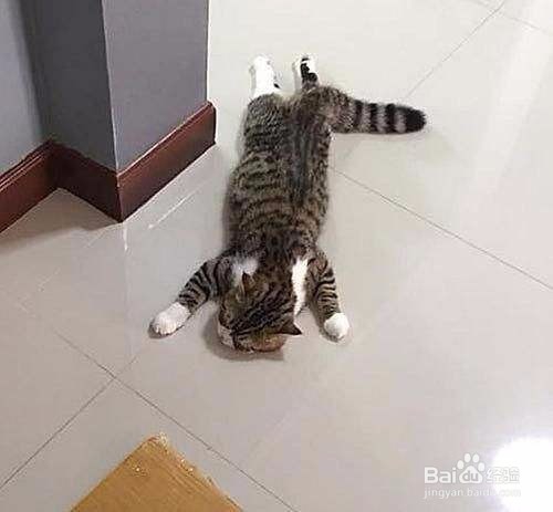 猫咪拉肚子呕吐怎么办?