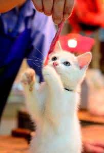 猫藏到床底下怎么办