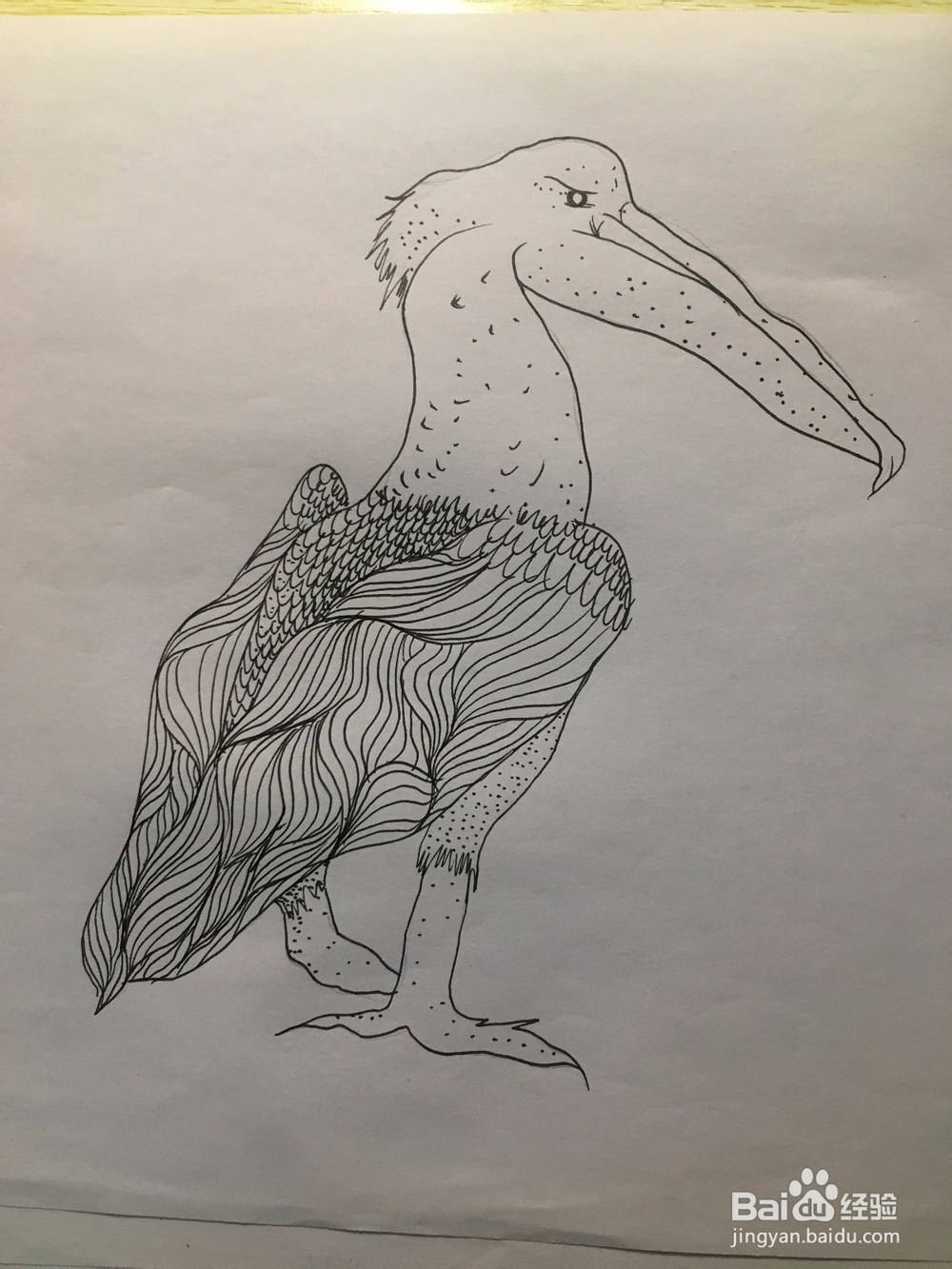 画一只长嘴巴的鸟儿 简笔画之鸟儿 儿童画 线描