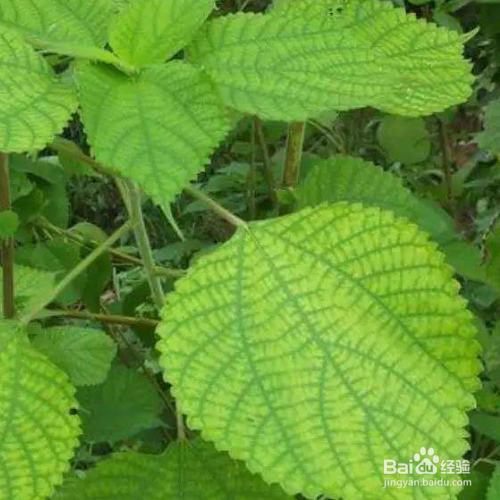 苎麻的养殖方法和注意事项