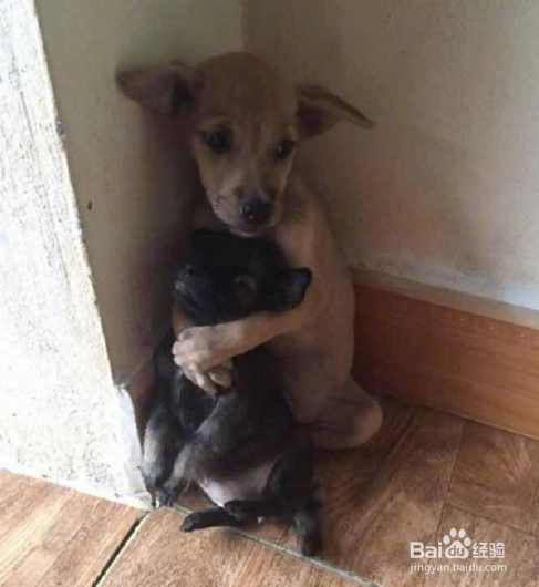 救助站里两只被遗弃的狗狗,迷茫无助的相互拥抱