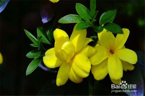 迎春花的养殖方法和注意事项有什么？