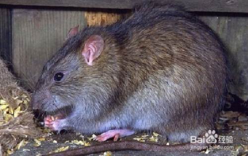 老鼠对人类有哪些危害