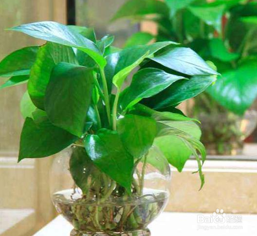 绿萝喜欢什么样的环境