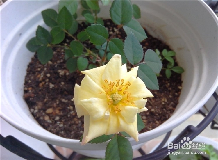 月季从播种到发芽、长叶、开花的全过程