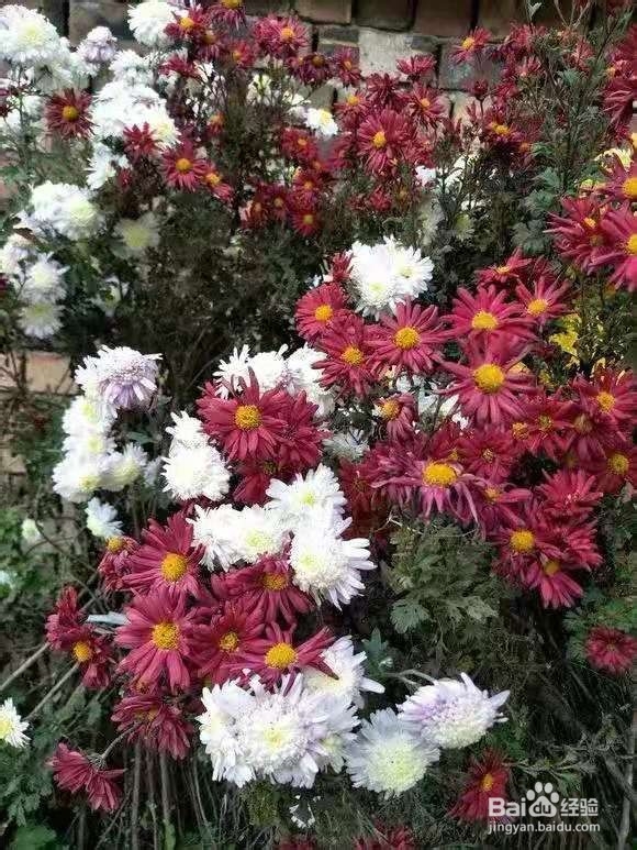 3种花专挑秋天开，随便养1盆，连爆3个月