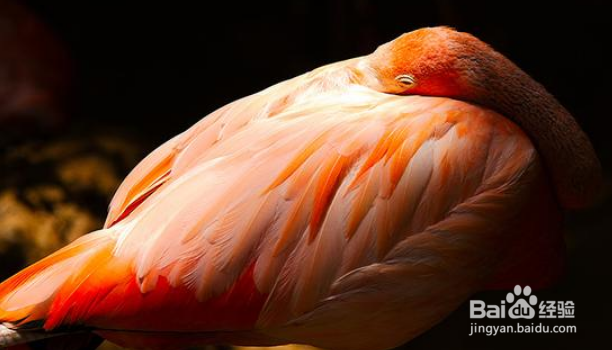 尼康d800如何设置对焦拍摄飞鸟