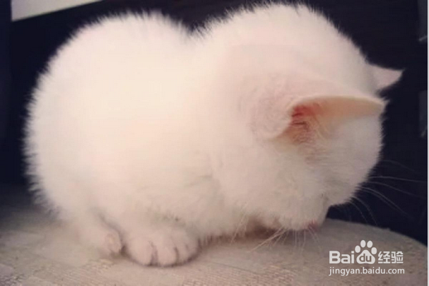 猫咪在什么情况下不要洗澡