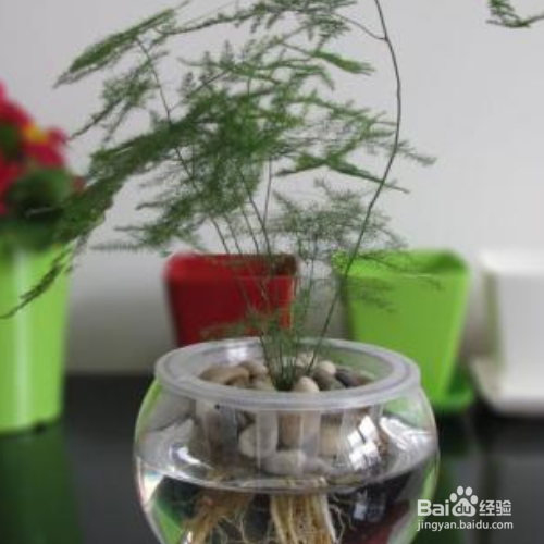 水培文竹的养殖方法和注意事项