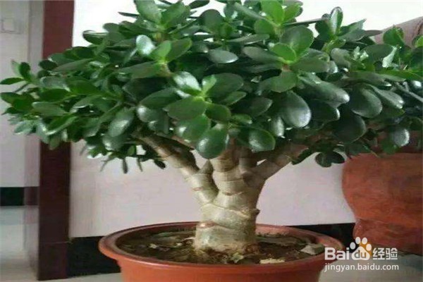 玉树的养殖方法和注意事项都有哪些?