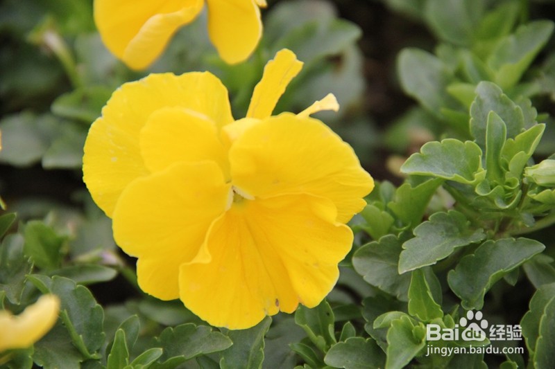 3y^2-2xy+a=0图像性质（a=1-6)