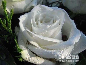 玫瑰花的种类有哪些