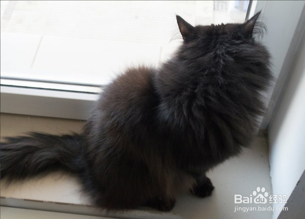 2种方法如何保护您的猫免受寄生虫的伤害