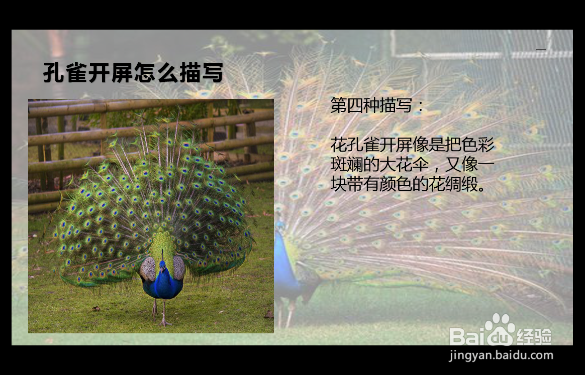 孔雀开屏怎么描写
