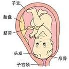 <b>自然分娩全过程是怎样的</b>