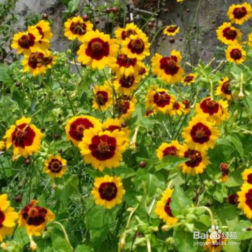 蛇目菊繁殖的方法有哪些？