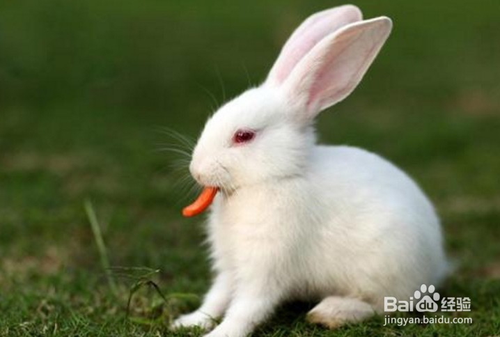 兔子怎么养殖