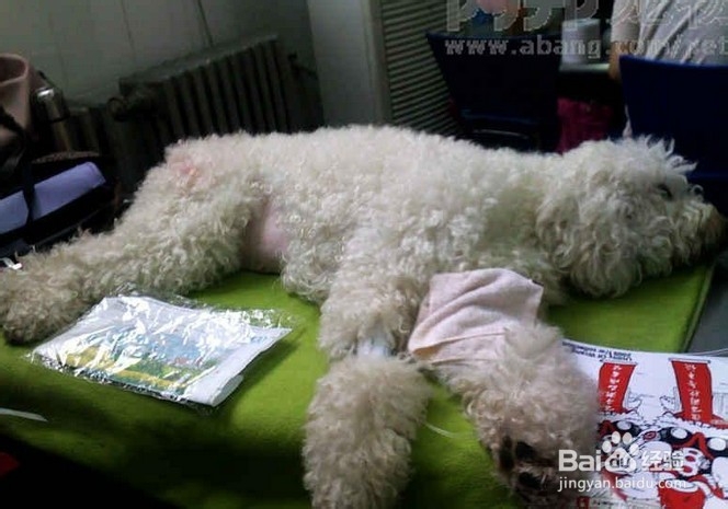 狗狗发烧怎么办