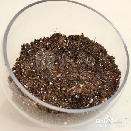 自己打造多肉植物景观