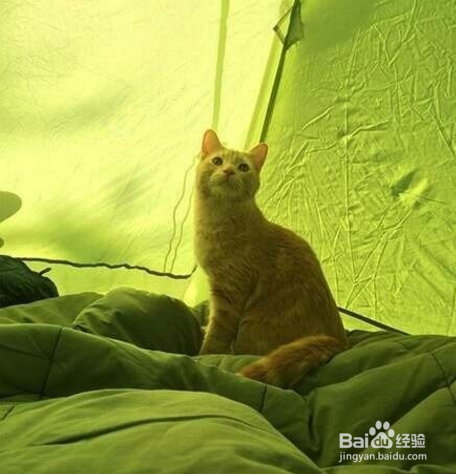 跟着宠主浪迹天涯,四海为家,成为猫生大赢家~