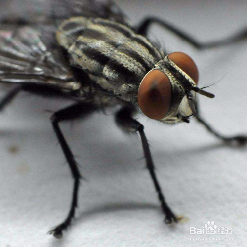 驱赶苍蝇最有效的方法