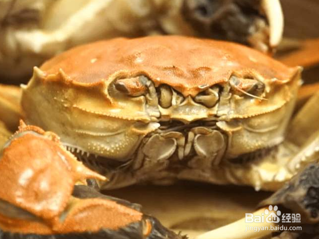 新买的螃蟹怎么存放