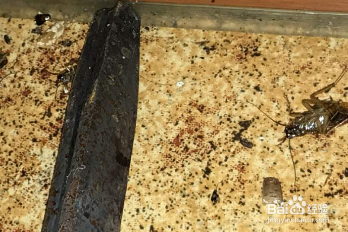 怎样除蟑螂快速有效