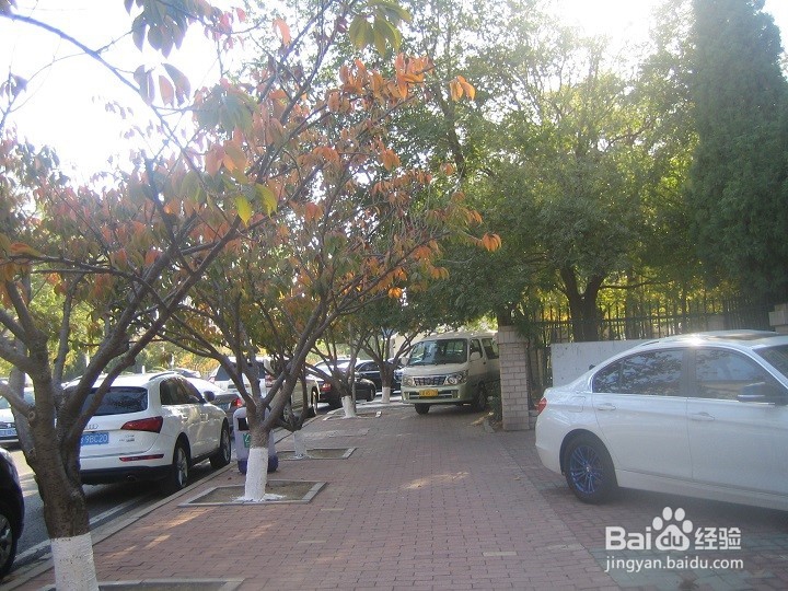 植物的种植要考虑车辆行驶的通道及停车位置