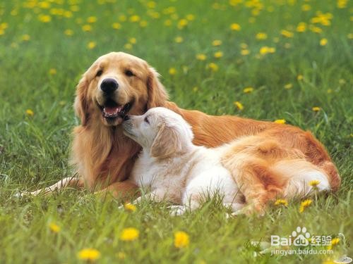 狗狗有口臭怎么解决