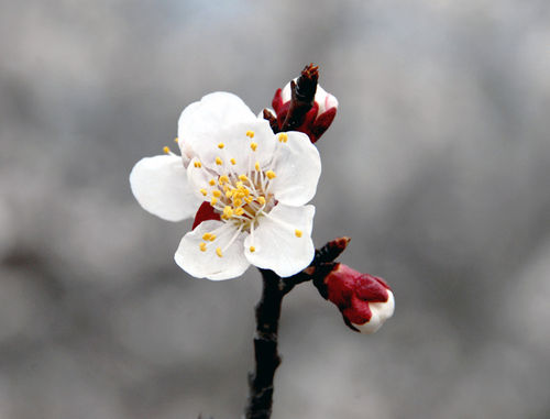 【最美的风景】北京春天赏花全线搜罗