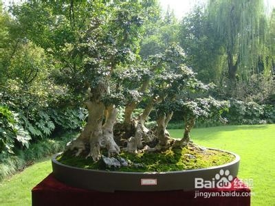 怎样使盆栽桂花多开花