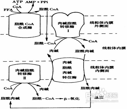 最有效减肥方法