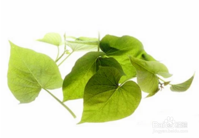 为什么红薯叶被有的人称为“优质人参”？