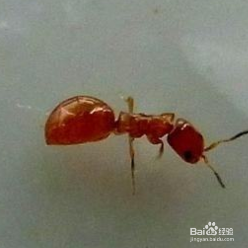 家里有红蚂蚁怎么消灭