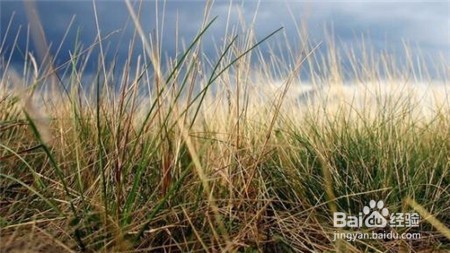 三七粉的功效,不知道的点击查看