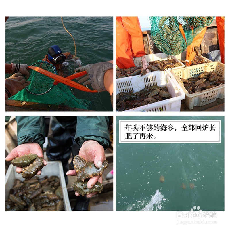 从业20年资深老渔民教你:怎样选购买到好海参