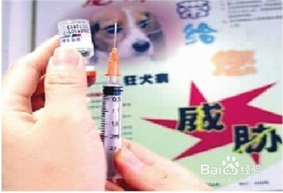 <b>被什么动物咬了需要注射狂犬疫苗</b>