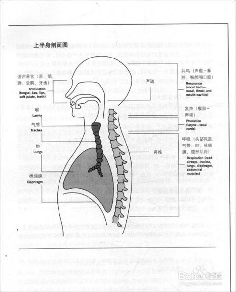 唱歌如何用丹田发声而不是嗓子