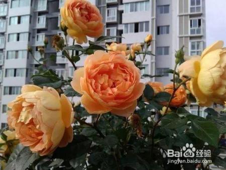 老花农的一颗月季真漂亮，难怪给他多少钱都不换