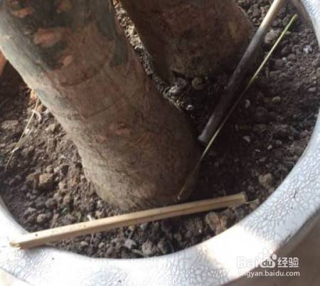 花盆边戳个洞，埋点它，花猛蹿狂长，叶子长成绿瀑布!